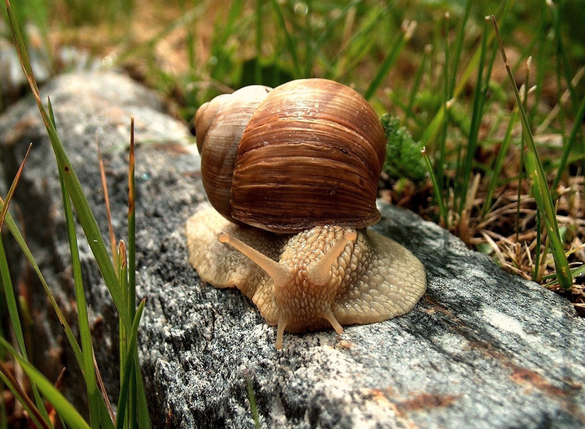 Snail On Stone screenshot #1 1920x1408