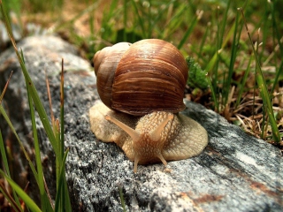 Das Snail On Stone Wallpaper 320x240