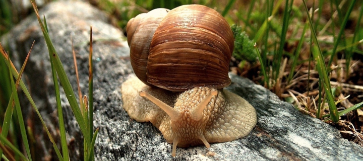Snail On Stone screenshot #1 720x320