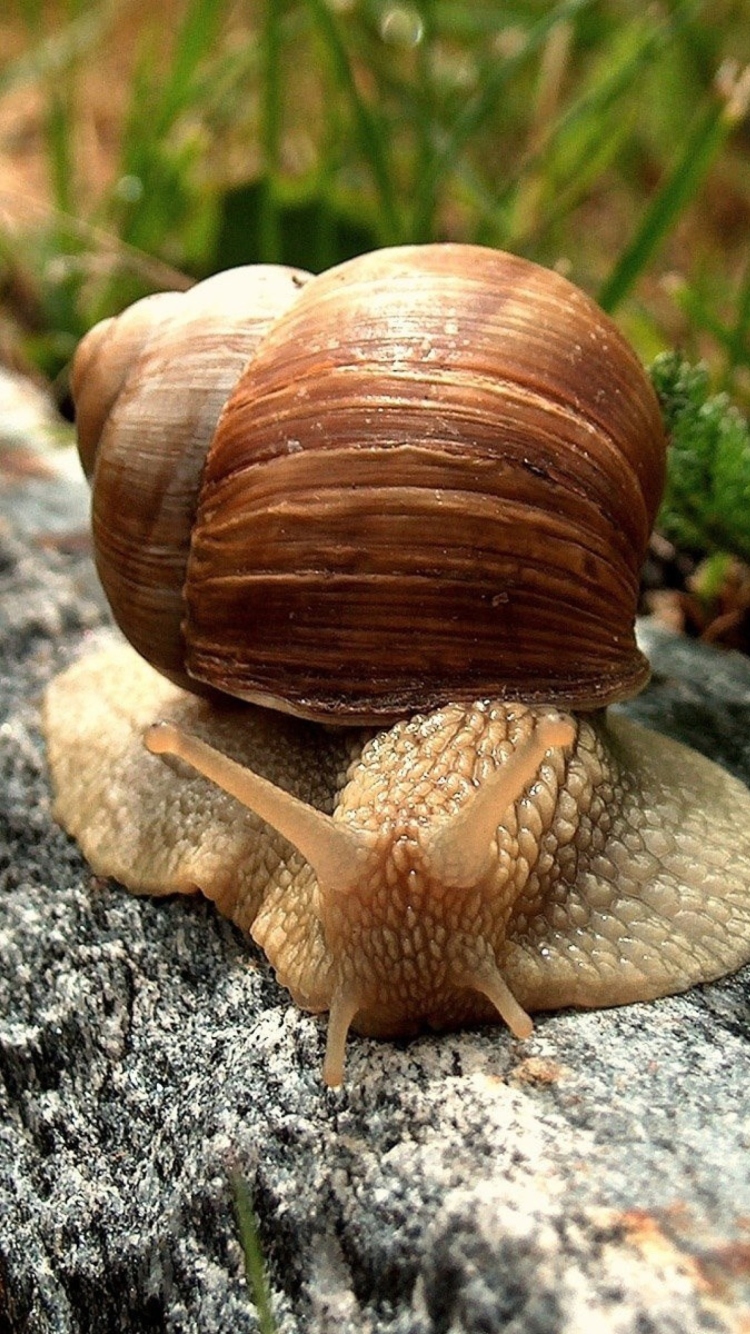 Обои Snail On Stone 750x1334