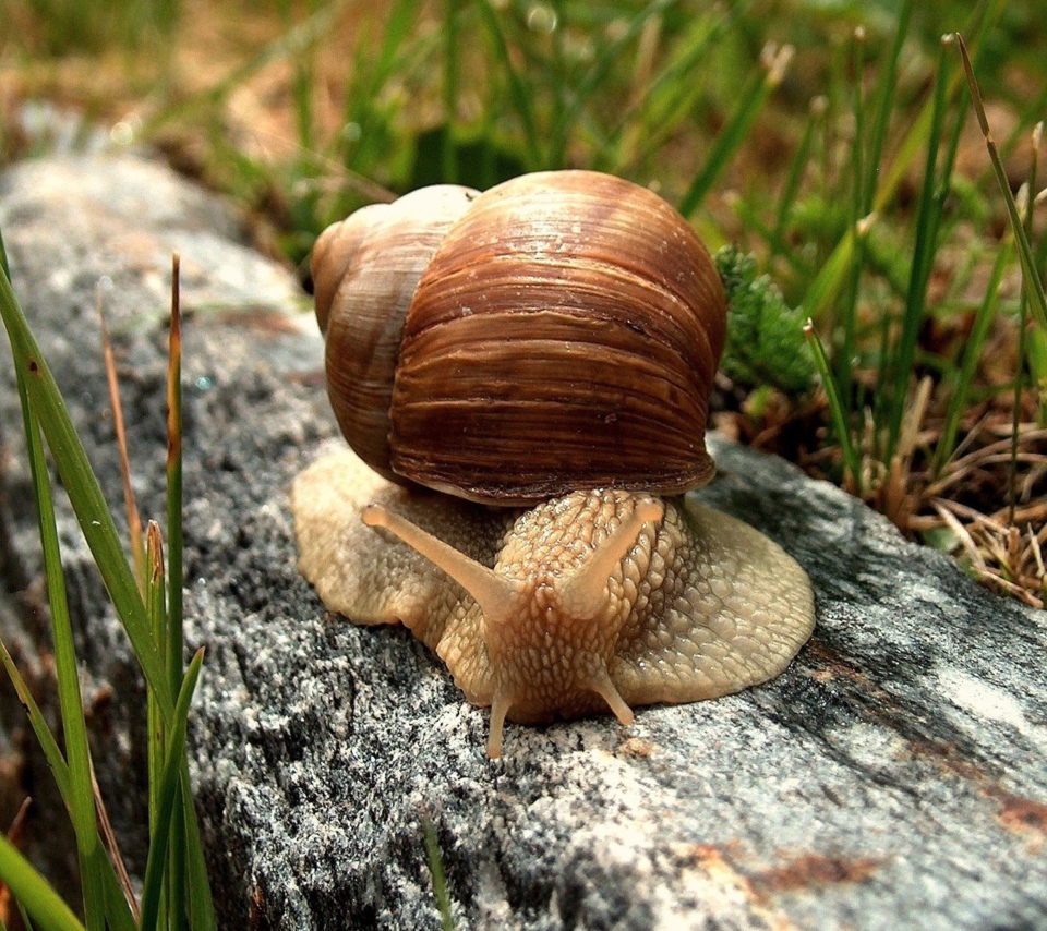 Das Snail On Stone Wallpaper 960x854