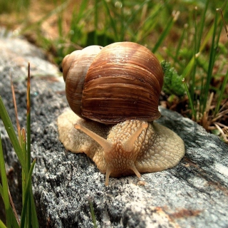 Snail On Stone Wallpaper for iPad