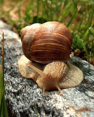 Snail On Stone - Obrázkek zdarma pro 240x320