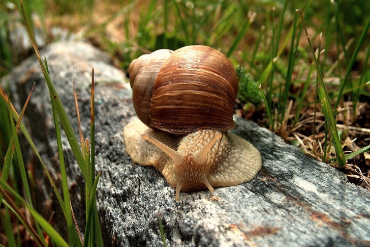 Обои Snail On Stone