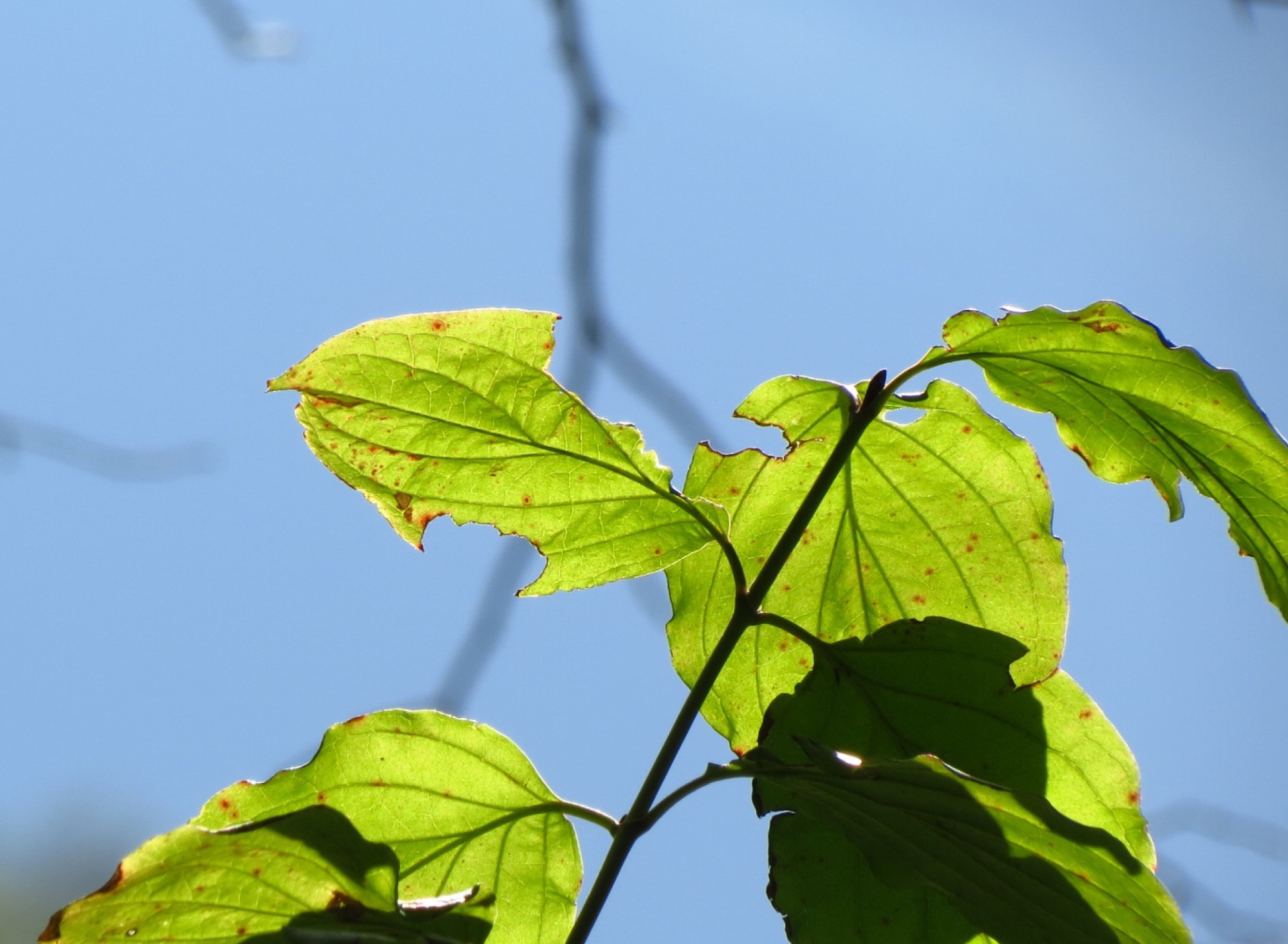 Screenshot №1 pro téma Late Summer Leaves 1920x1408