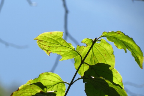 Fondo de pantalla Late Summer Leaves 480x320