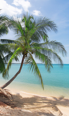 Coconut Palm Trees wallpaper 240x400