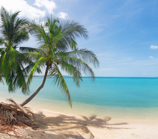 Coconut Palm Trees - Obrázkek zdarma pro iPad 3