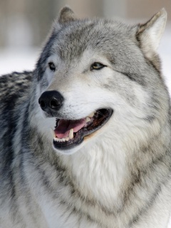 Wolf Muzzle wallpaper 240x320