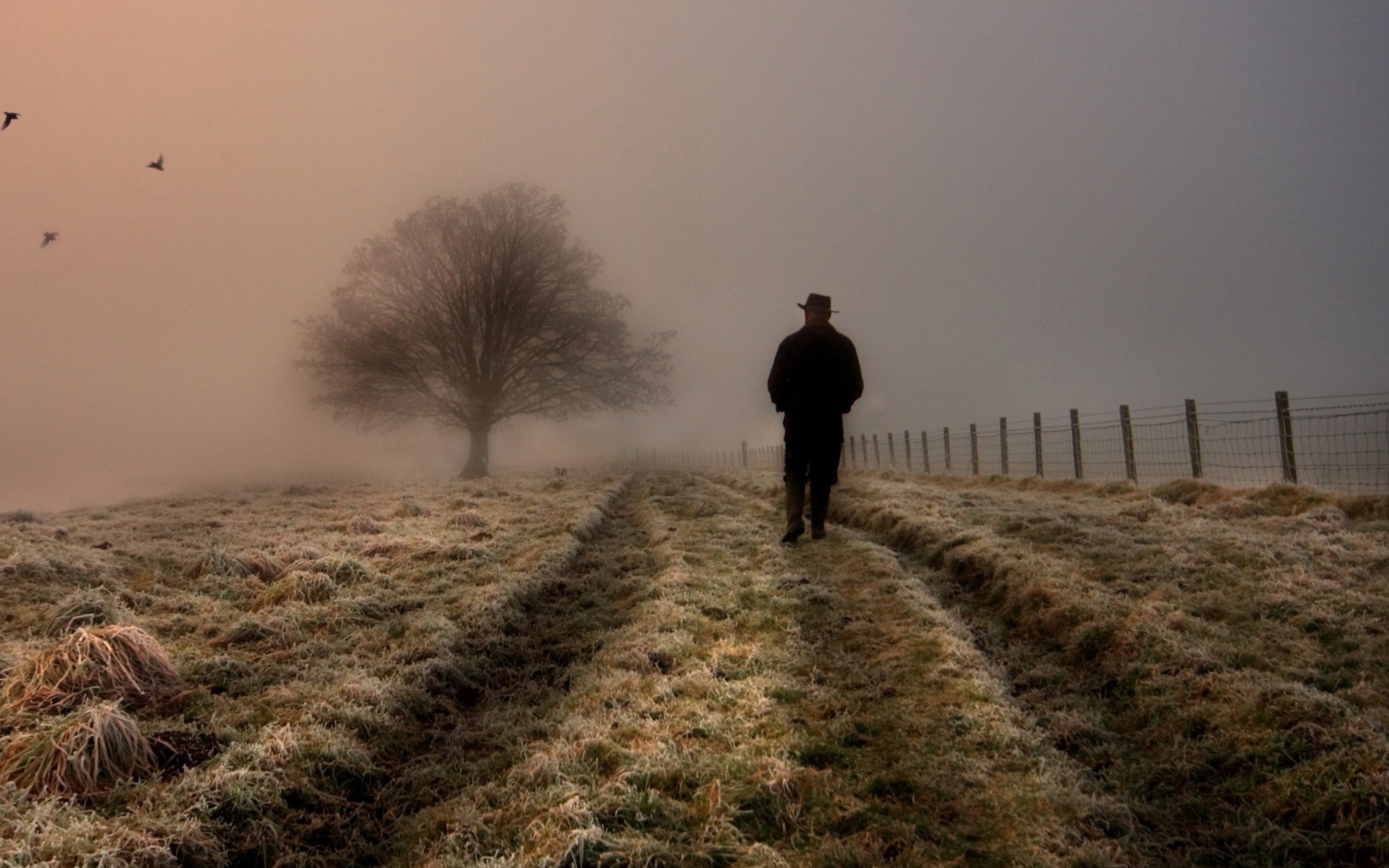 Обои Lonely Man Walking In Field 2560x1600