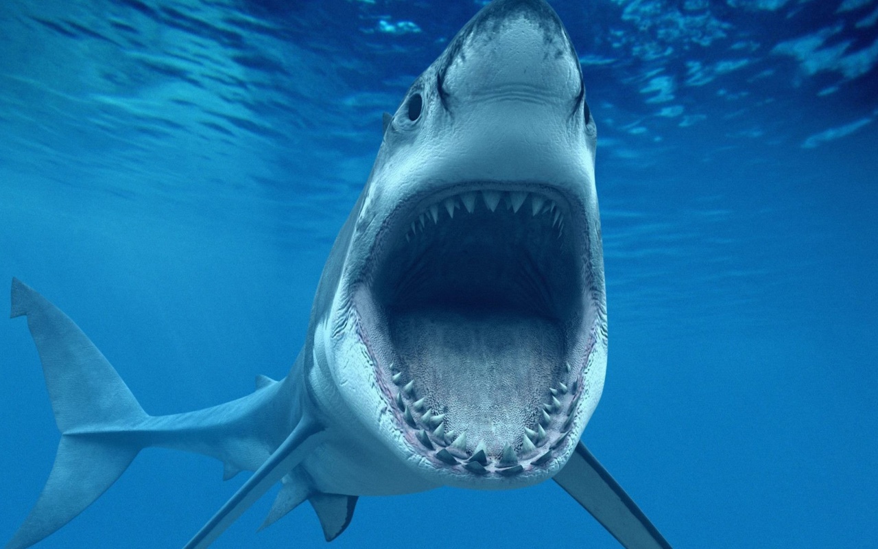 Fondo de pantalla Great White Sharks 1280x800