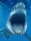 Great White Sharks screenshot #1 132x176
