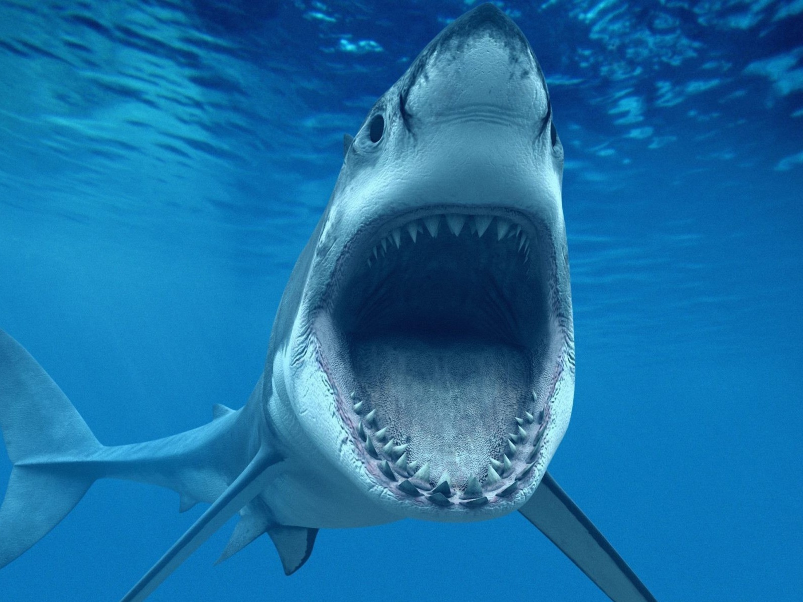 Fondo de pantalla Great White Sharks 1600x1200