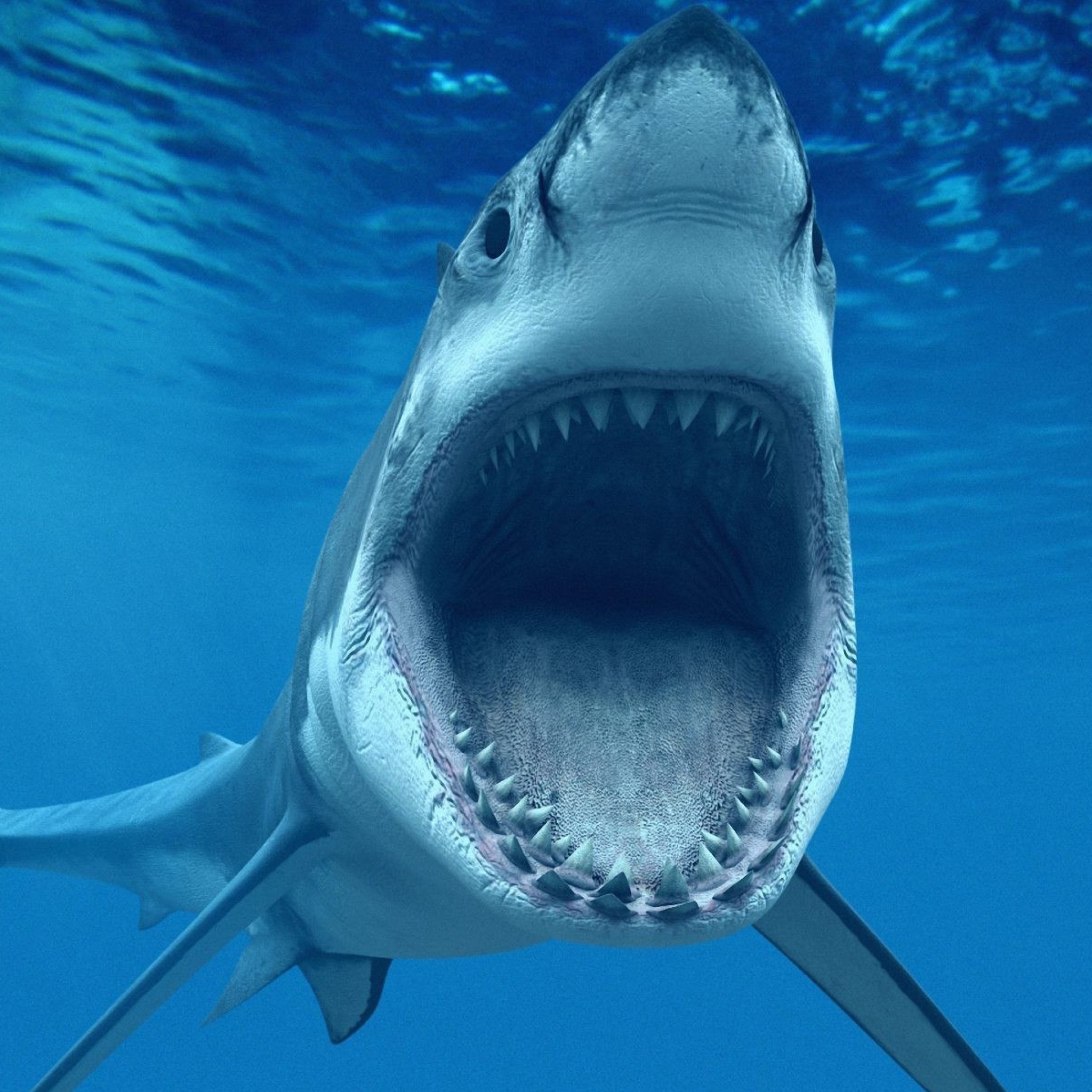 Screenshot №1 pro téma Great White Sharks 2048x2048