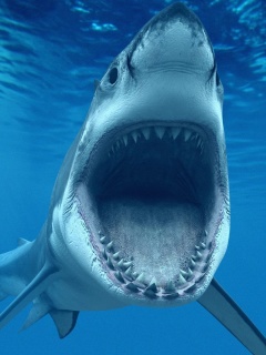 Great White Sharks screenshot #1 240x320