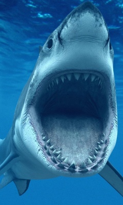 Great White Sharks screenshot #1 240x400