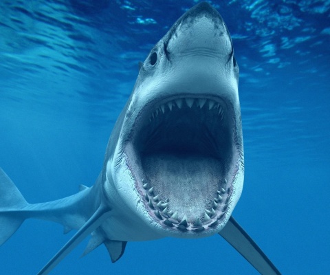 Sfondi Great White Sharks 480x400