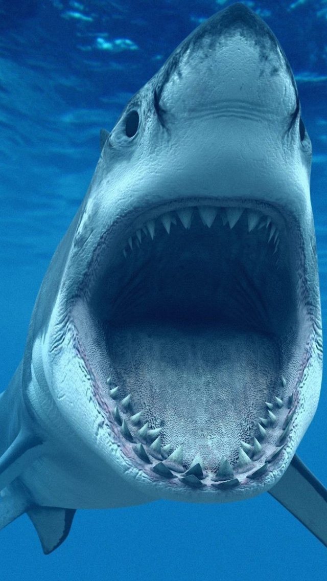 Fondo de pantalla Great White Sharks 640x1136