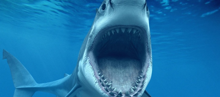 Great White Sharks screenshot #1 720x320