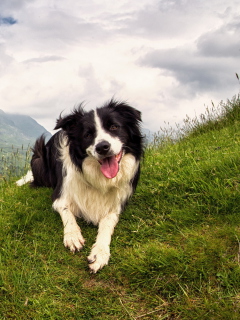 Happy Dog On Green Hill screenshot #1 240x320