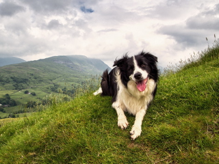 Fondo de pantalla Happy Dog On Green Hill 320x240