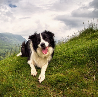 Happy Dog On Green Hill papel de parede para celular para 2048x2048