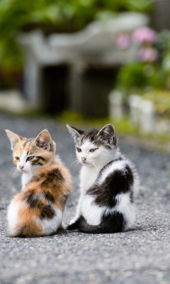 Two Kittens wallpaper 240x400