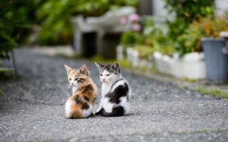 Two Kittens - Obrázkek zdarma pro Fullscreen Desktop 1280x1024