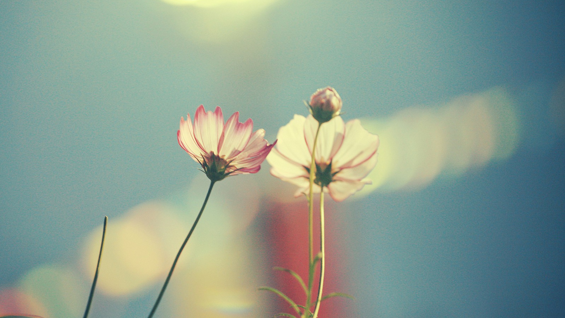 Screenshot №1 pro téma Light Pink Flowers In Blue Light 1920x1080