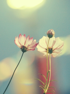 Das Light Pink Flowers In Blue Light Wallpaper 240x320