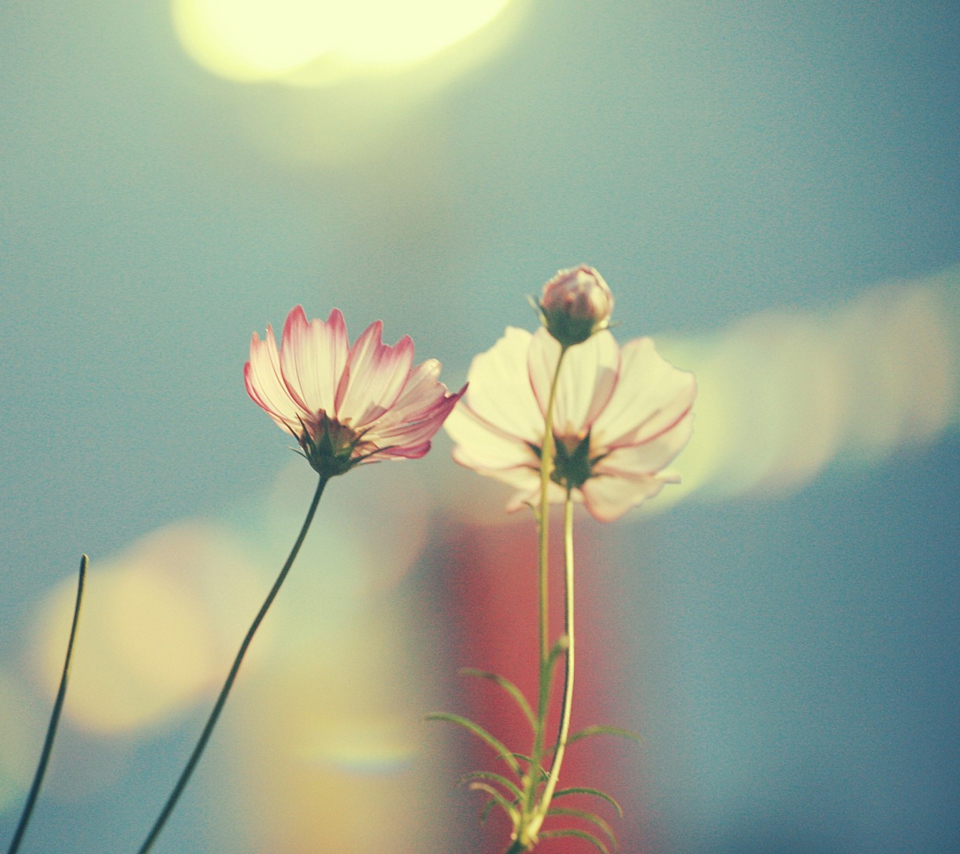 Обои Light Pink Flowers In Blue Light 960x854