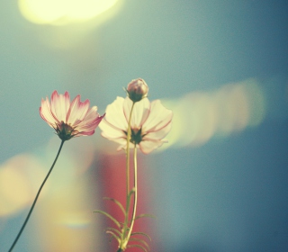 Light Pink Flowers In Blue Light papel de parede para celular para 208x208