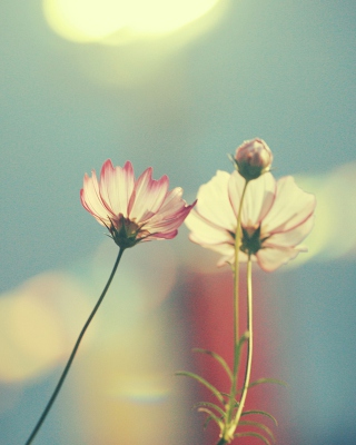 Light Pink Flowers In Blue Light - Obrázkek zdarma pro iPhone 5S