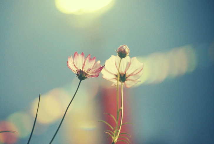 Screenshot №1 pro téma Light Pink Flowers In Blue Light