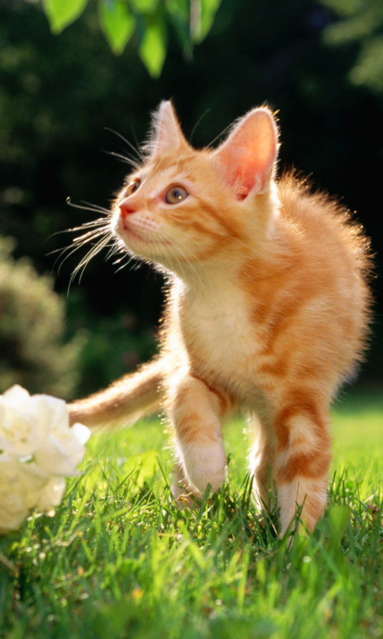 Sweet Cat wallpaper 768x1280