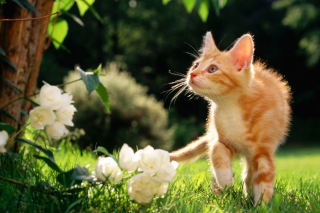 Sweet Cat - Obrázkek zdarma pro Sony Xperia M