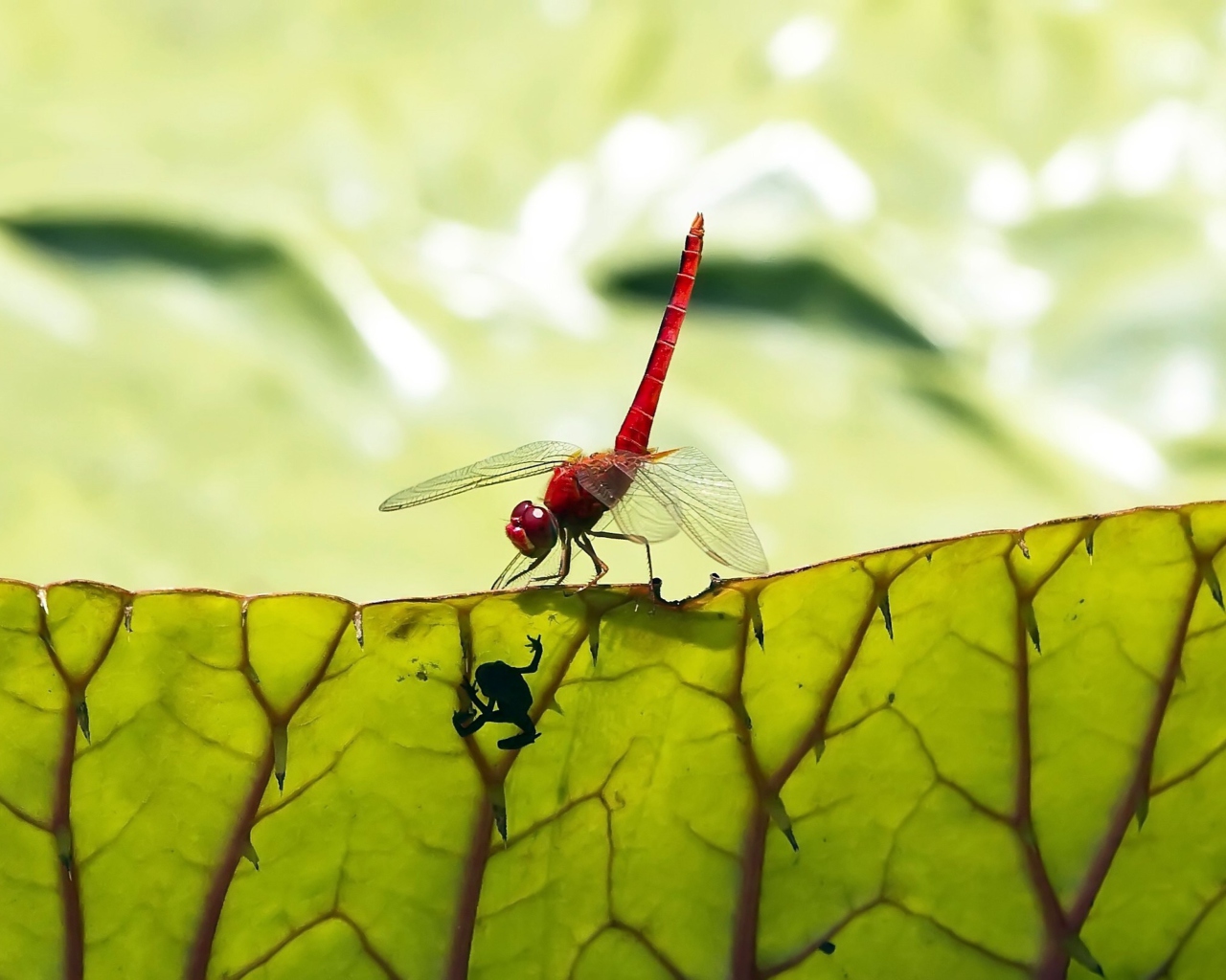 Обои Dragonfly On Green Leaf 1280x1024