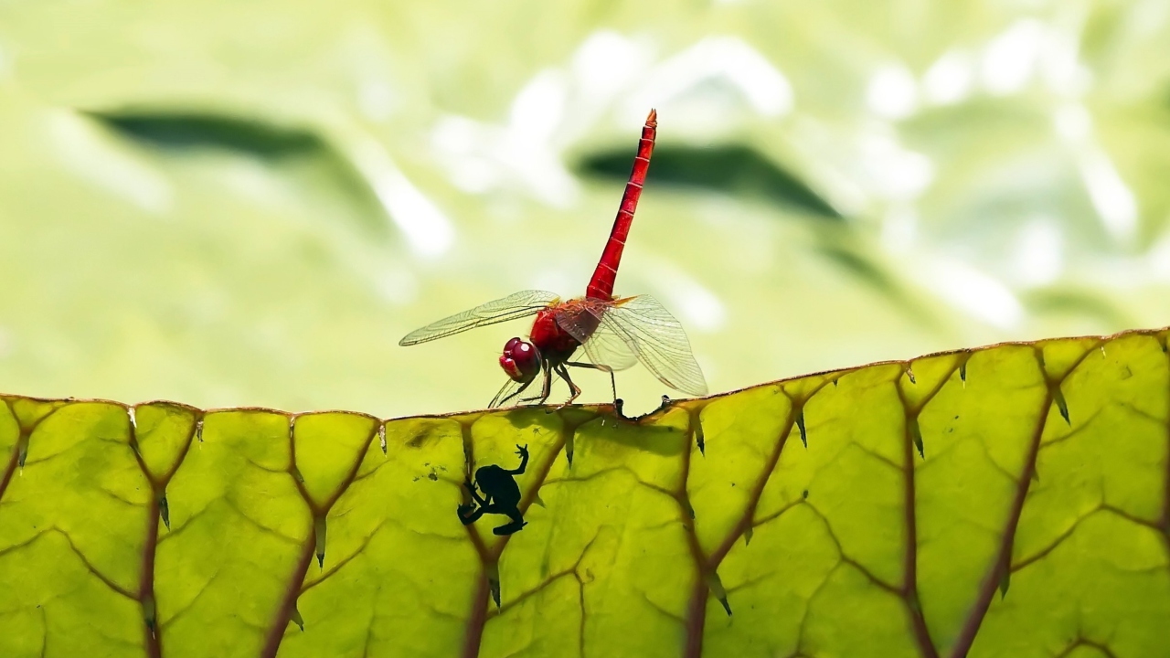 Fondo de pantalla Dragonfly On Green Leaf 1280x720