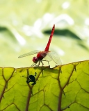 Screenshot №1 pro téma Dragonfly On Green Leaf 128x160