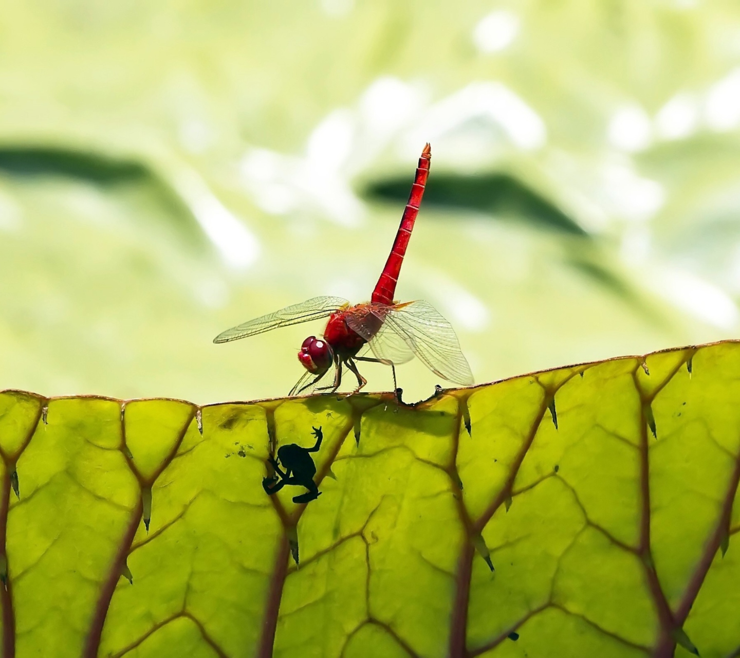 Sfondi Dragonfly On Green Leaf 1440x1280