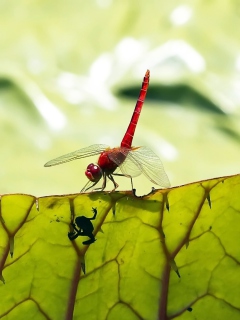 Dragonfly On Green Leaf screenshot #1 240x320