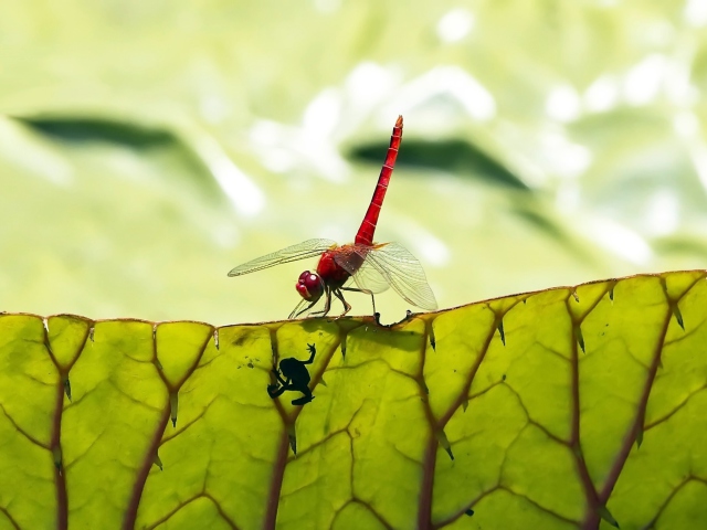 Das Dragonfly On Green Leaf Wallpaper 640x480