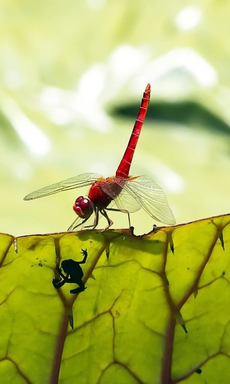 Обои Dragonfly On Green Leaf 768x1280