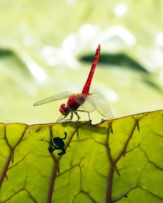Dragonfly On Green Leaf - Obrázkek zdarma pro 240x400