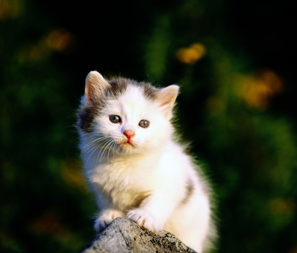 Fondo de pantalla White Kitten 1200x1024