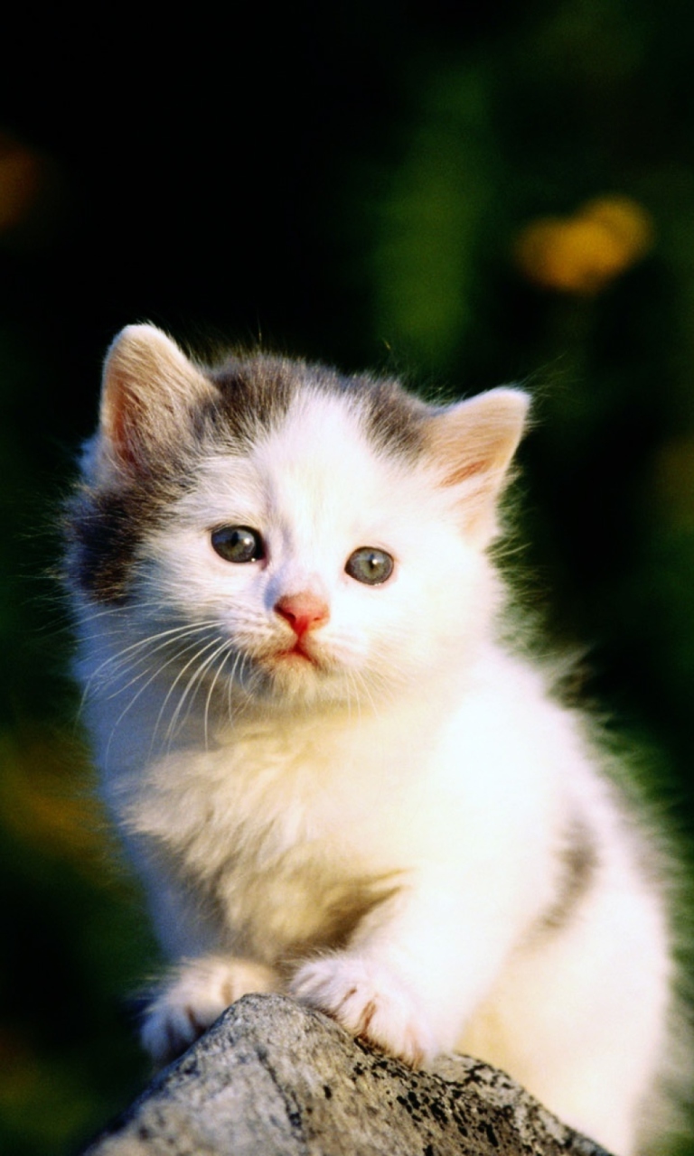 Fondo de pantalla White Kitten 768x1280