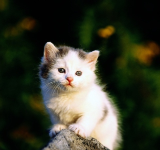White Kitten - Obrázkek zdarma pro 208x208