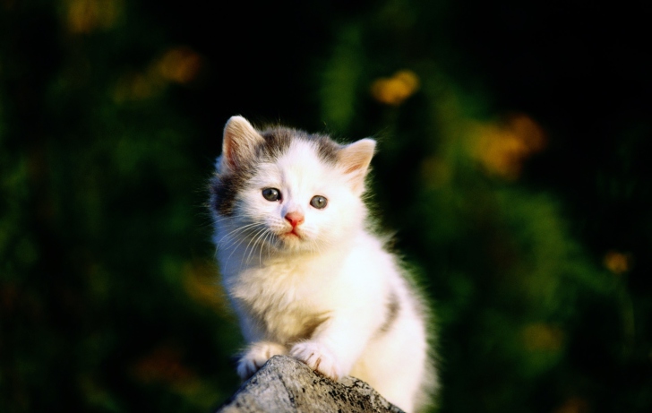 Fondo de pantalla White Kitten