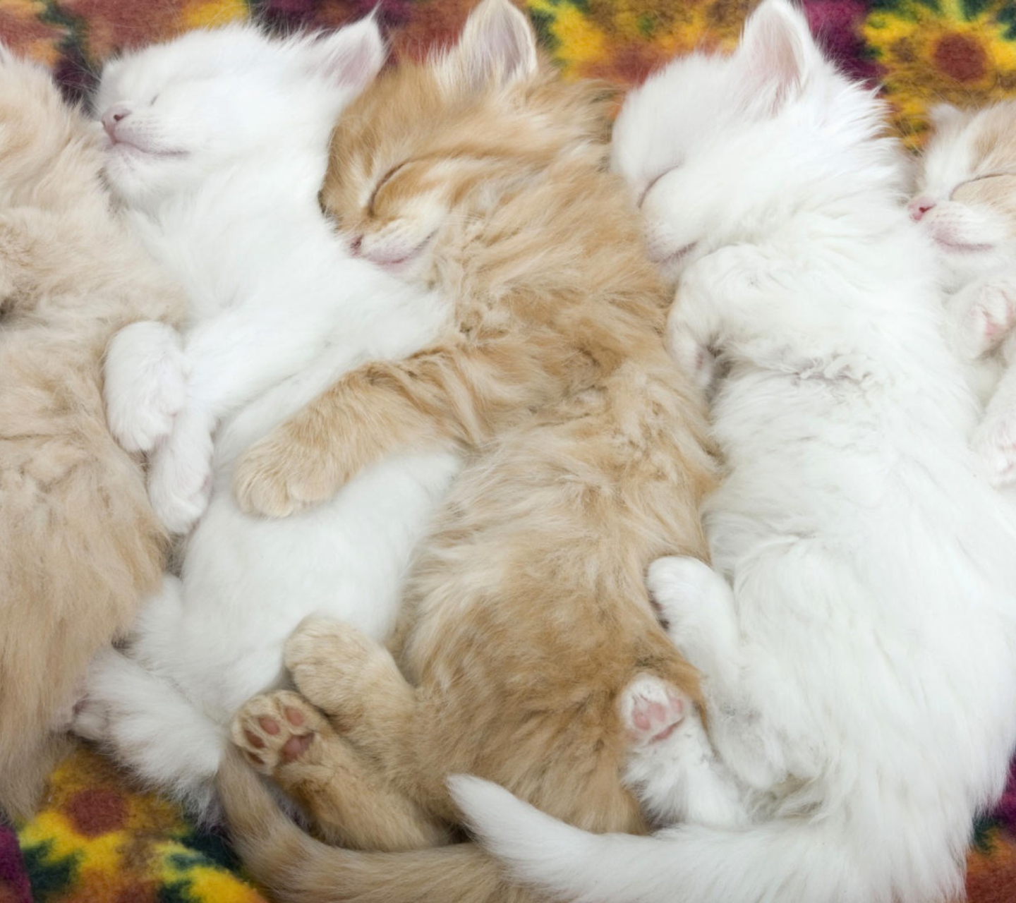 Fondo de pantalla Kitten's Hug 1440x1280