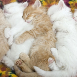 Kostenloses Kitten's Hug Wallpaper für iPad 3